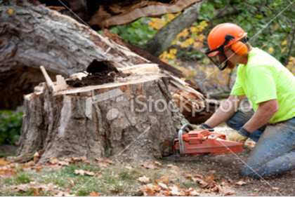 Bay Area Tree Specialists
541 W Capitol Expy #287
San Jose CA 95136
(408) 836-9147

https://bayareatreespecialists.com/